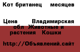 Кот британец ,8 месяцев › Цена ­ 0 - Владимирская обл. Животные и растения » Кошки   